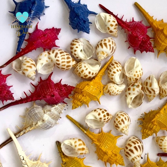 Vỏ ốc hươngtrang trí tiểu cảnh ,vỏ ốc mượn hồn, làm đồ hand made