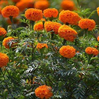 Hạt Giống Hoa Cúc Vạn Thọ Cao Nhiều Màu