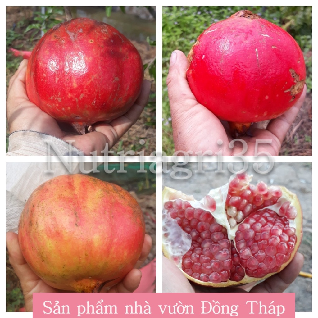Cây Giống Lựu Peru_Lựu trái to 500-700gr_Giống mới thích hợp khí hậu Việt Nam