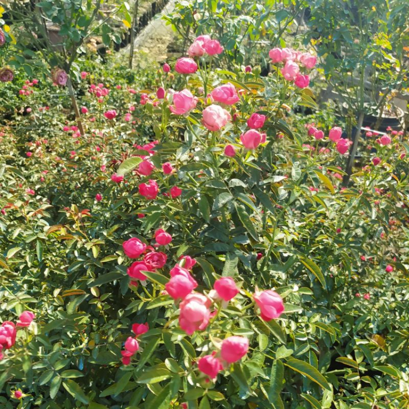 [Cây Thân Gỗ,Tree] Hoa hồng trứng siêu hoa dễ chăm sóc,hoa lặp nhanh-Vuoefn Hoa Melinhros