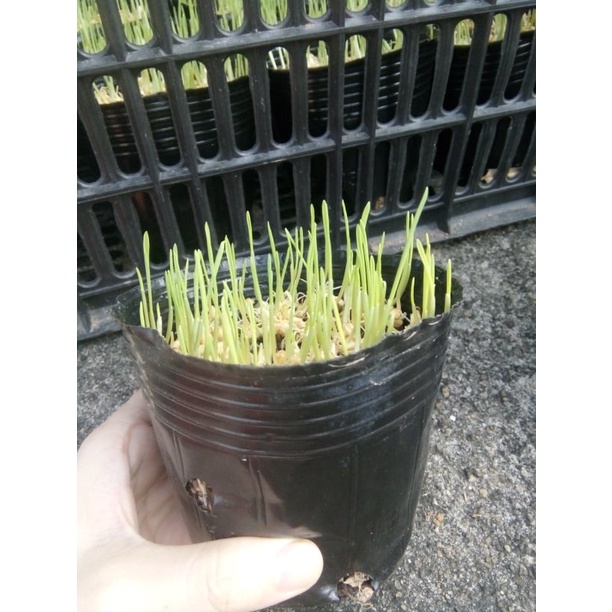 Cỏ mèo, cỏ lúa mạch trồng sẵn giúp tiêu búi lông và bổ sung chất xơ - Phụ kiện chó mèo Hà Nội