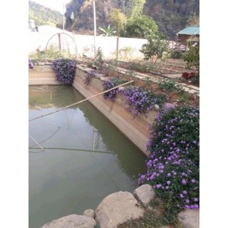 Cây ngũ sẵ tím rủ