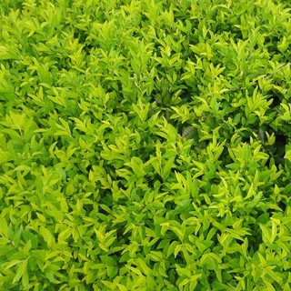 20 Cây Chuỗi Ngọc