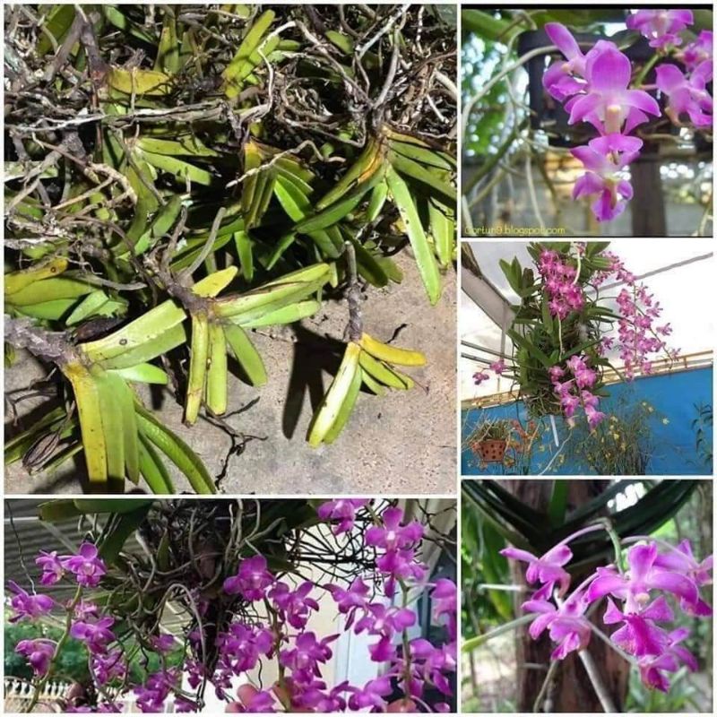 1 cây lan Quế Tím bôn đôn giống 2 -3 cặp lá