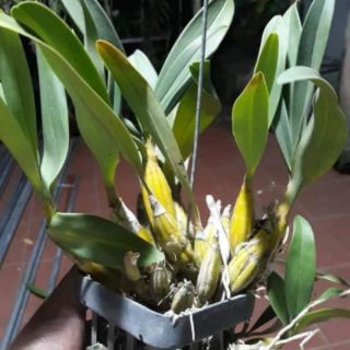LAN SƠN THỦY TIÊN