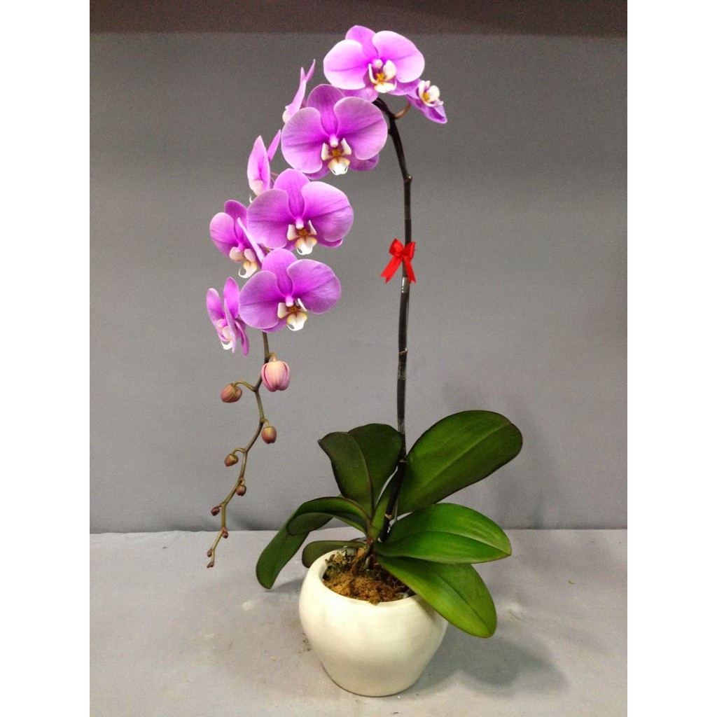 ( HOT ) Cây kẽm bọc nhựa uốn cành lan, que cắm cành lan hồ điệp que uốn cành lan dài 100 cm (nâu/ xanh lõi trắng) 1kg