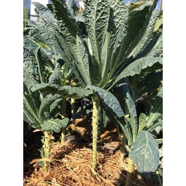 Giống cải kale khủng long