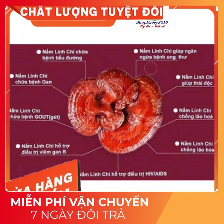 (Dược Liệu Quý) [FREE SHIP] 500g Nấm Lim xanh rừng Tây Bắc chuẩn rừng tự nhiên hỗ trợ bênh gout | BigBuy360 - bigbuy360.vn