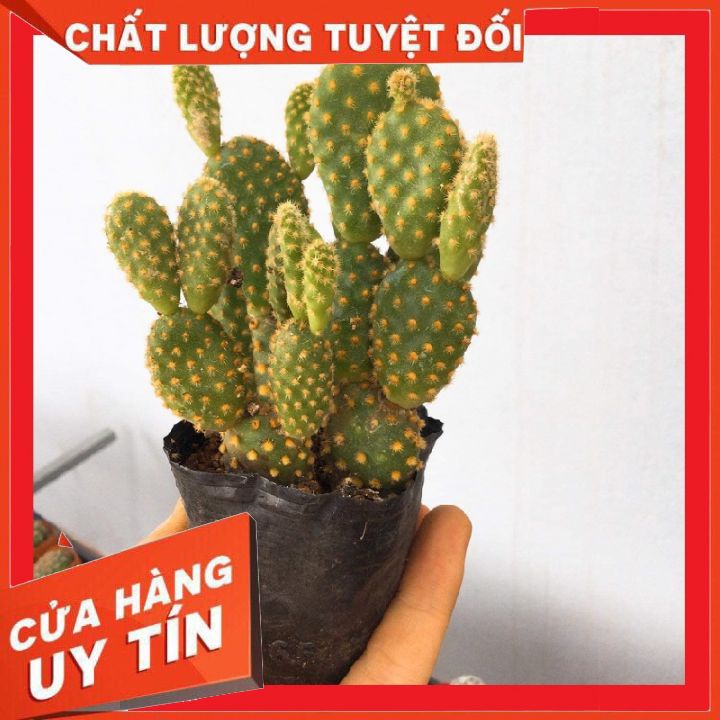 Xương rồng tai thỏ bụi nhỏ ❌ FREE SHIP ❌  Xuất xứ Đà Lạt, đã thuần khí hậu