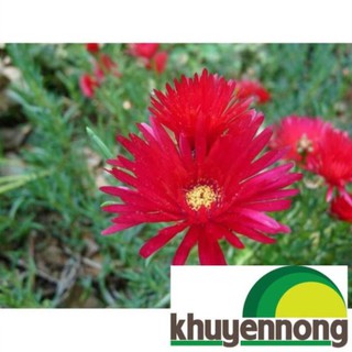 Gói 500 hạt giống hoa mười giờ châu phi f1