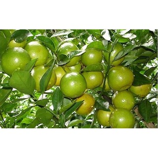 cây giống quýt đường