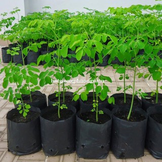 50h - hạt giống rau chùm ngây