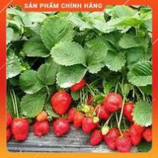 HẠT GIỐNG DÂU TÂY LUCKY GÓI 100 HẠT.