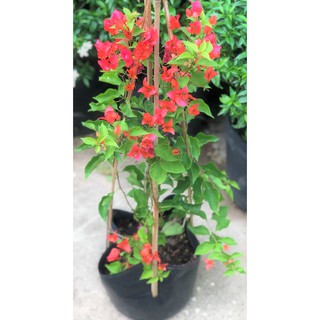 Chậu hoa giấy màu đỏ cờ