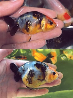 [LEN Goldfish] Cám Bufalo’s House