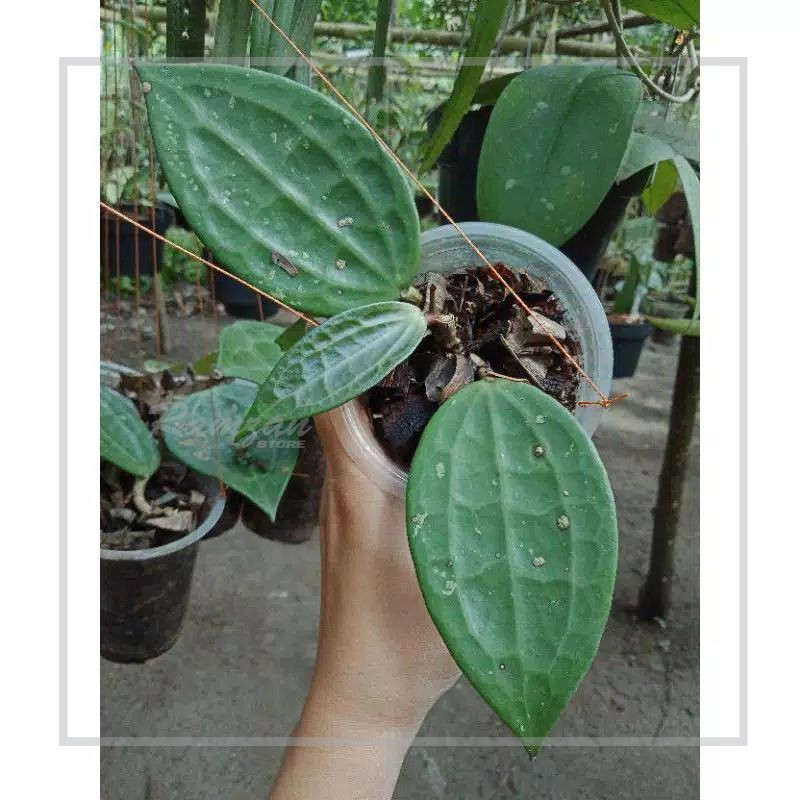 Cúp Lưu Niệm Hình Hoya Marcophylla