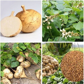 Hạt giống củ đậu cao sản ( củ sắn F1 ) (30 hạt )