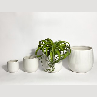 Chậu gốm trắng kẻ sọc