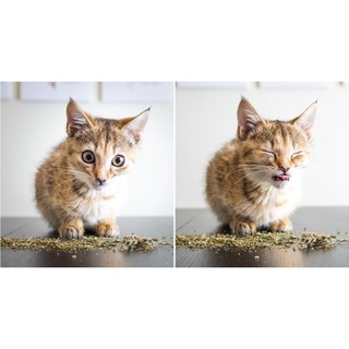 Cỏ bạc hà cho mèo phê pha xả stress ( Cỏ mèo Catnip)