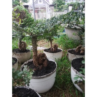 combo 2 Phôi Cây Cần Thăng Bonsai