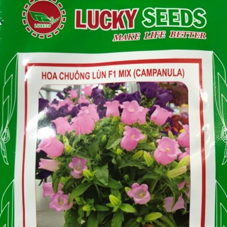 HẠT GIỐNG HOA CHUÔNG LÙN MIX (CAMPANULA)