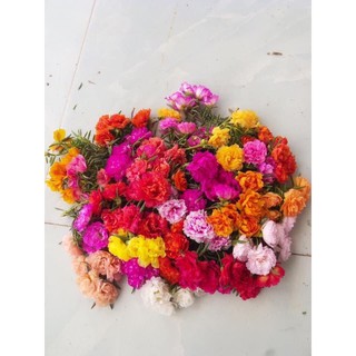Mười giờ Thái kép hoa to (1 cành)