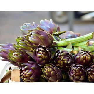 Hạt giống hoa Atiso Tím (1g)