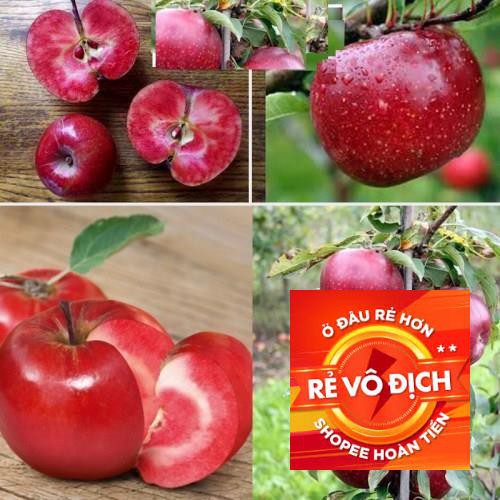 hạt giống táo lùn đỏ quả ngọt gói 20 hạt TRỢ GIÁ