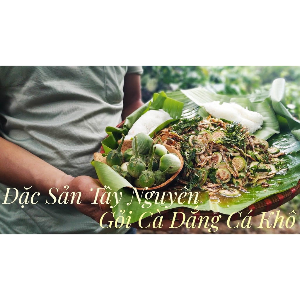 Hạt giống cà đắng Tây Nguyên CKNS365 - Gói 20 hạt