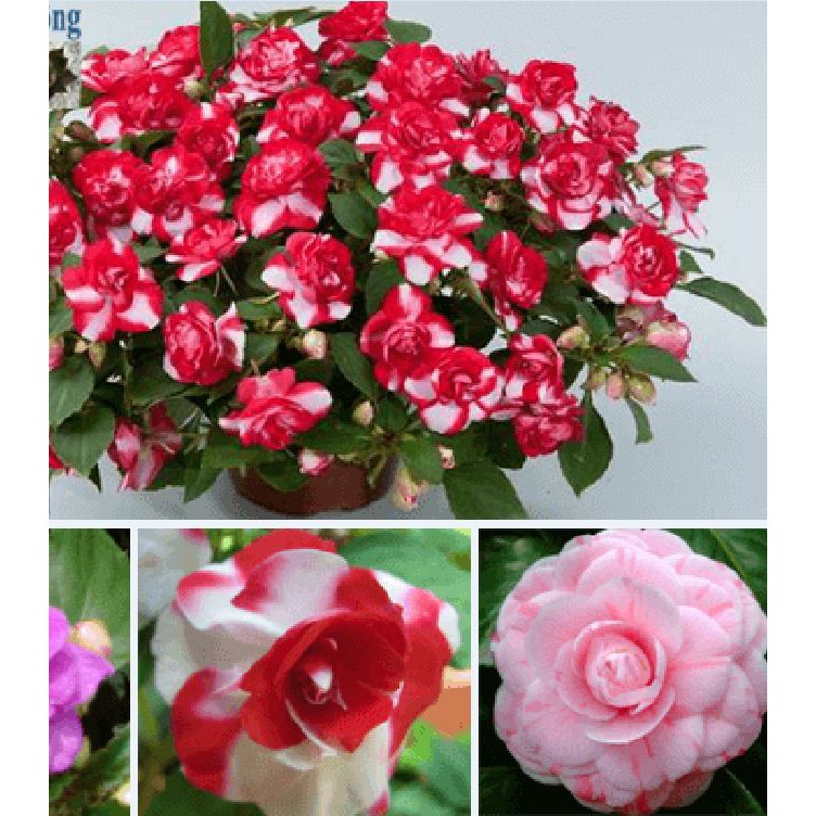 Hạt giống hoa ngọc thảo cánh kép mix màu - gói 5 hạt TẶNG gói kích thích hạt nảy mầm