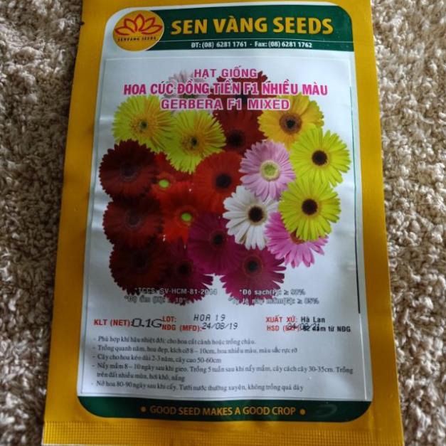 Hạt giống hoa cúc đồng tiền F1 nhiều màu của Sen Vàng Seeds