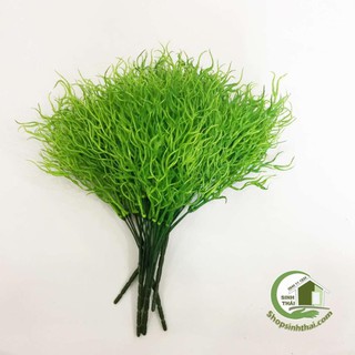 Bụi cây rong biển màu xanh