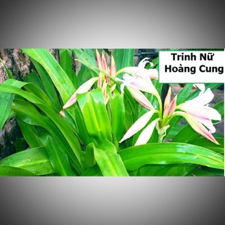 Cây giống trinh nữ hoàng cung