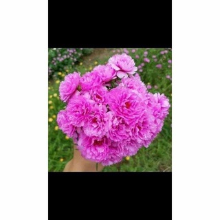 Mười giờ Thái kép mix nhiều màu ( 27màu )