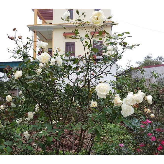 Combo 2 hoa hồng Bạch Ho