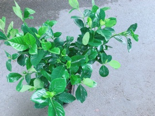 Cây Dành Dành