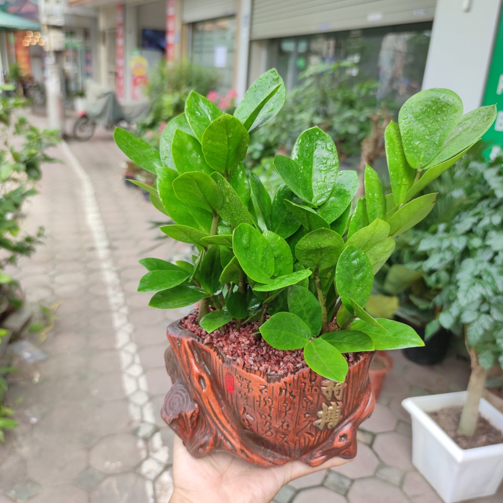 Cây kim tiền phát tài phát lộc chậu giả gỗ để bàn