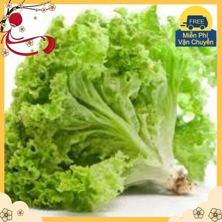 Hạt Giống Xà Lách Xoăn Xanh
