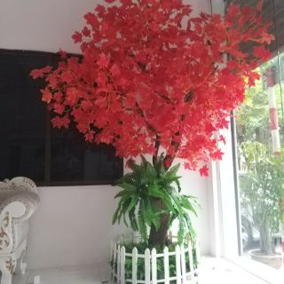 Cành phong lá đỏ