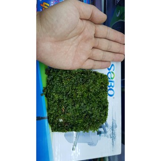 12cm vuông Rêu Pelia lá cạn cho ae chơi bán cạn và thủy sinh