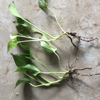 Cây trầu bà/ vạn niên thanh ( cây hình 2,3 )