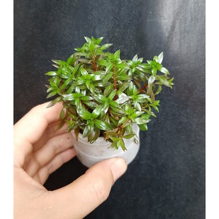 Cây thủy sinh trang trí bể cá