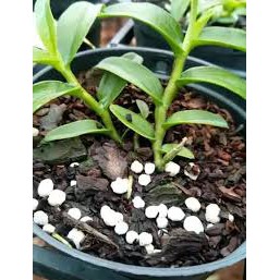 Phân trắng Nhật Bản Magampk 6-40-6-15 kích thích ra rễ, khỏe cây, xanh lá