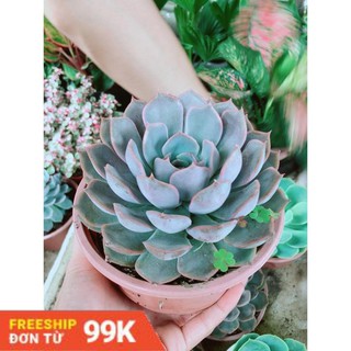 Sen đá tím cánh cứng size đại