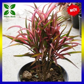 CÂY HỒNG PHÁT TÀI - CÂY ĐẸP