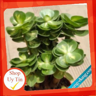 Sen đá Lục bình var cổ thụ🍏 |FREESHIP| 🔥 XỨ NÓNG, ĐÃ THUẦN KHÍ HẬU, KHOẺ ĐẸP 🍏 LỖI 1 ĐỔI 1