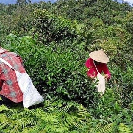 Trà Shan Tuyết Cổ Thụ Loại 1 , Ẩm Thực Hà Giang - Đặc Sản Vùng Tây Bắc | BigBuy360 - bigbuy360.vn