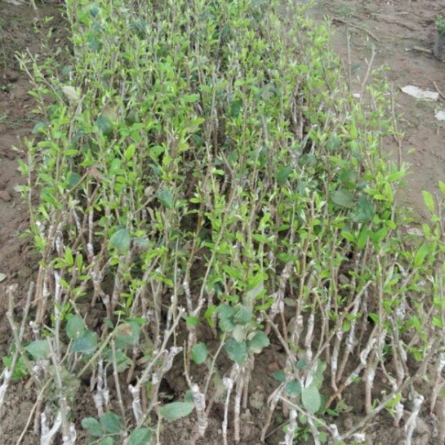 Cây giống táo đại