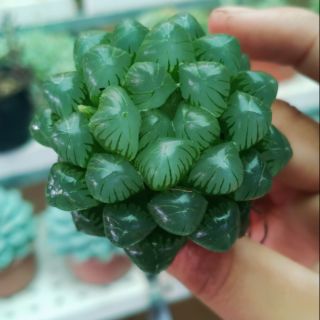 Hawothia Cooperi var Truncata (Ikra)