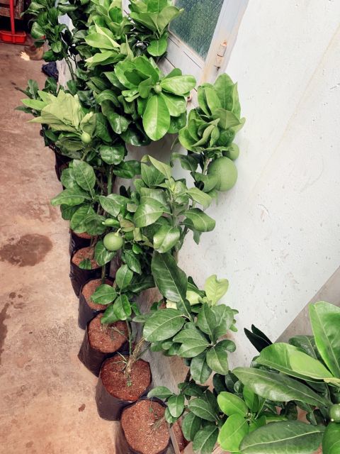 Bưởi da xanh  siêu sớm